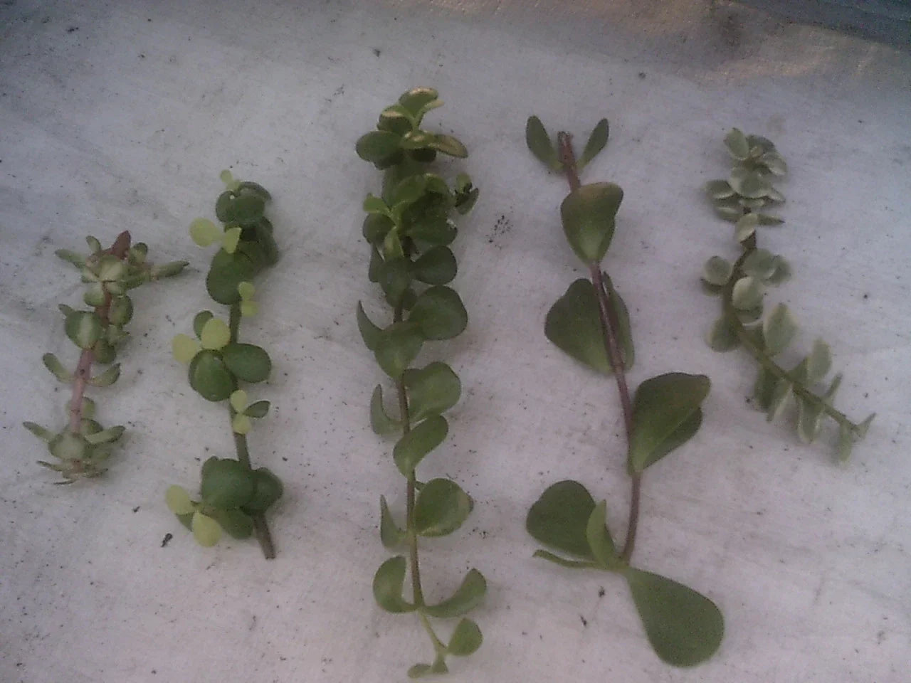 Portulacaria afra Cuttings Collection – 9 Varieties of Succulent Plants for Indoor & Outdoor Gardening