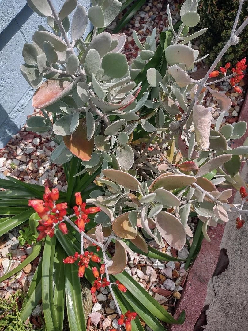 Cactus Cutting 14cm Variety #14 Succulent Plant Propagation for Home Decor and Terrariums