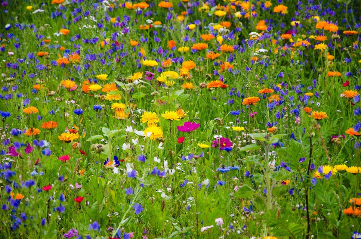 Heirloom Wildflower Seed Mix - 1000 Seeds - All Natural, All Region, Butterfly & Bee Attracting, Eco-Friendly Garden Seeds
