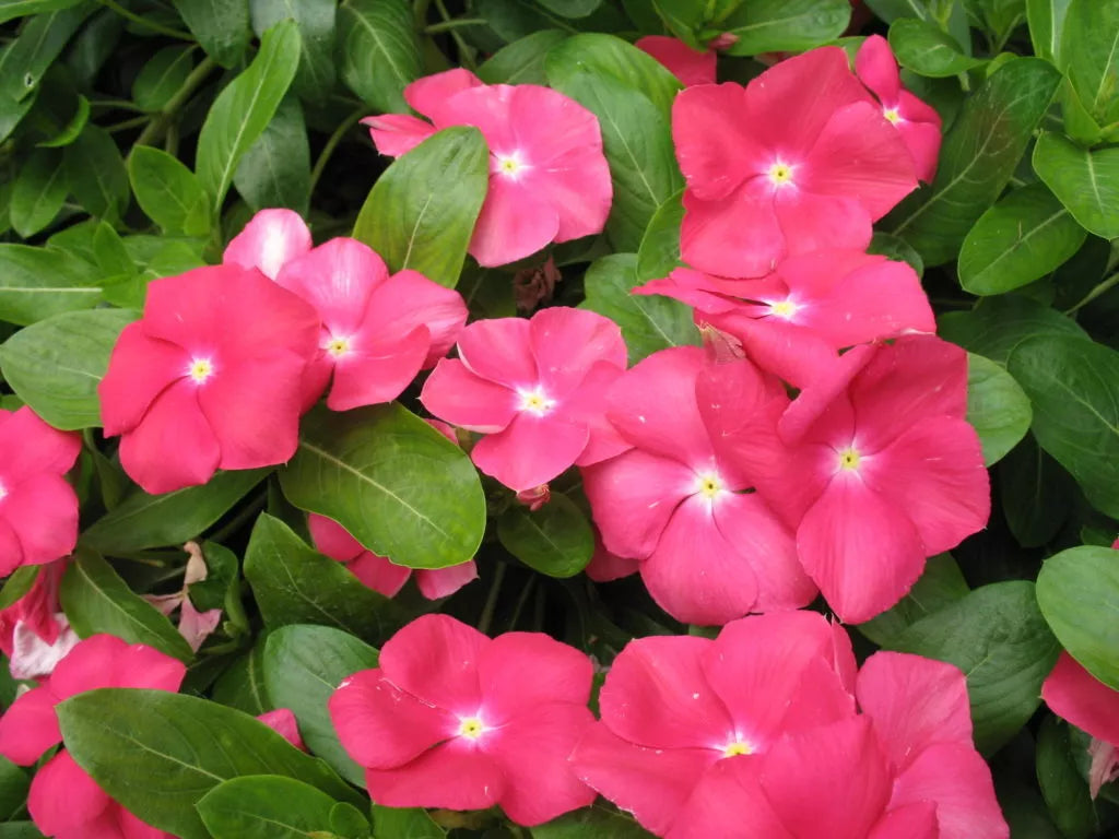 Vinca Sunsplash Cherry Seeds 100 Pack - Catharanthus roseus for Vibrant Cherry Blooms