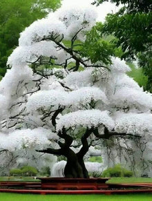 White Flowering Cherry Tree Seeds - 10 Pack - Prunus serrulata - Ideal for Planting and Landscaping