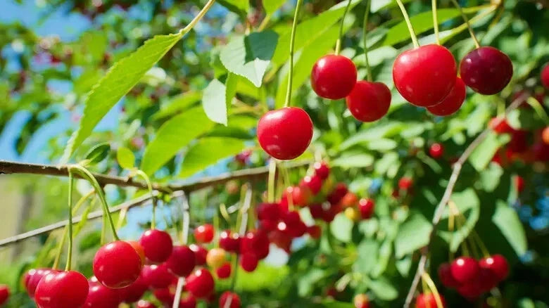 Early Richmond Cherry Seeds - 10+ Pack - Prunus cerasus - USA Grown