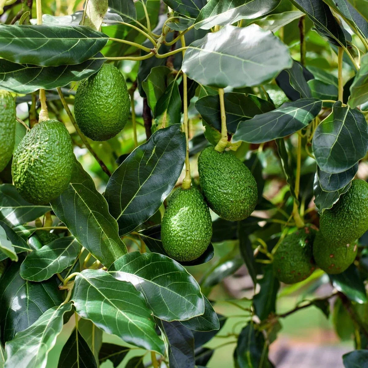 Bacon Avocado Tree Cuttings - 2 PCS Grafting Scions Persea americana for Home Garden