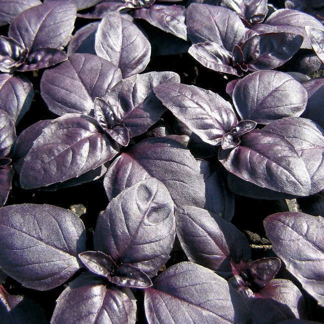 Red Rubin Basil Seeds - Herb, 240 Pack, Ocimum basilicum 'Red Rubin' for Culinary & Garden Use