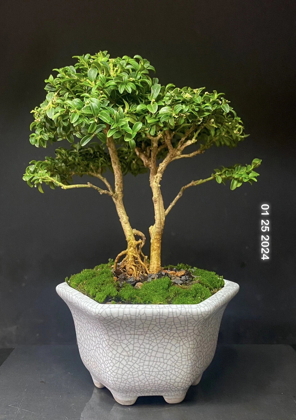 Bonsai Tree Shohin 8" Kingsville Boxwood in Crackle Glaze Pot, Live Indoor Outdoor Plant, Buxus microphylla var. japonica