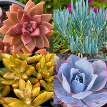 Rainbow Succulent Bundle - 4 Colorful Live Succulents/Cuttings - Variety May Vary - Perfect for Home Decor & Gifts
