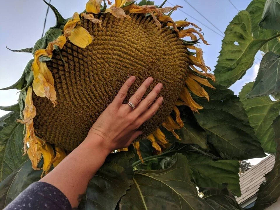 Mammoth Grey Stripe Sunflower Seeds - Large Helianthus annuus for Tall, Giant Blooms, Pollinator Attraction, Gardening Supplies