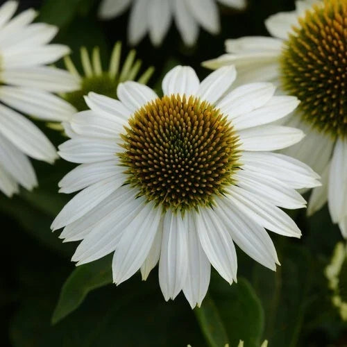 50 Blanco Coneflower Seeds - Echinacea purpurea Perennial White Flowers for Pollinators & Garden Borders
