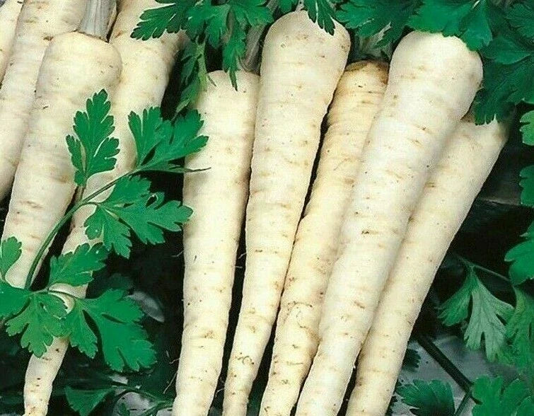 Hamburg Rooted Parsley Seeds - 500+ Petroselinum crispum Herb for Culinary & Garden Use