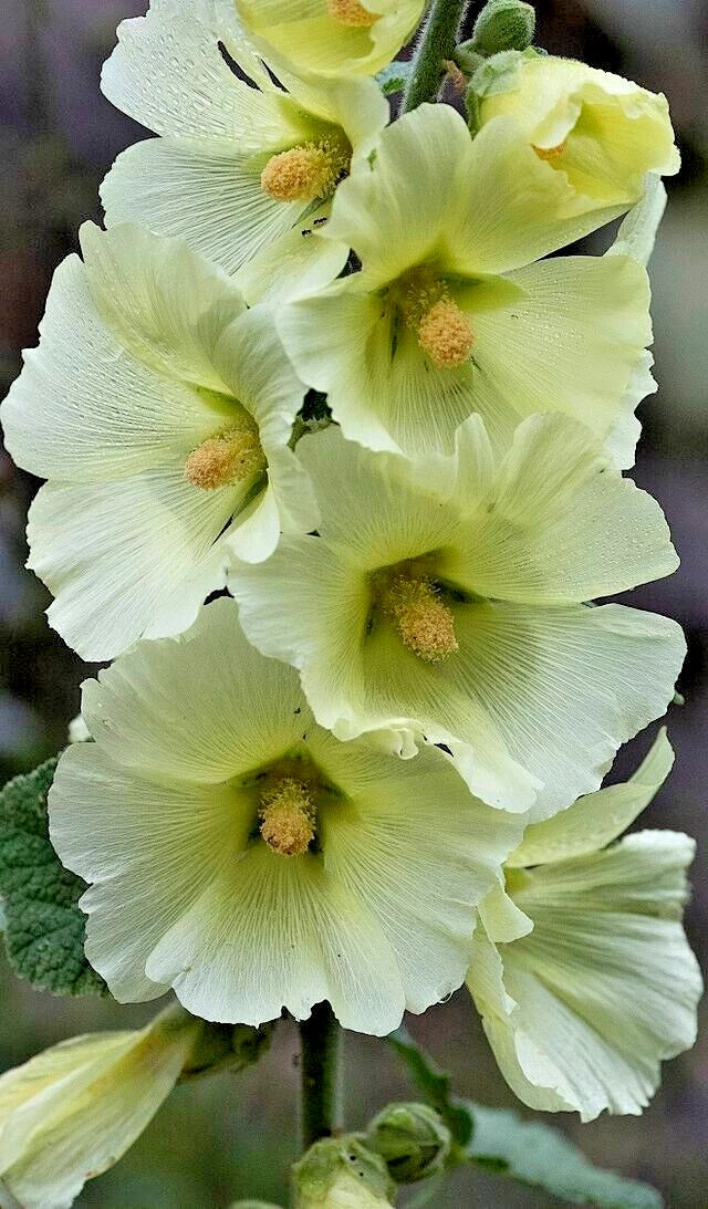Giant White Hollyhock Seeds - 50 Pack, Hardy Perennial Alcea rosea, USA Seller