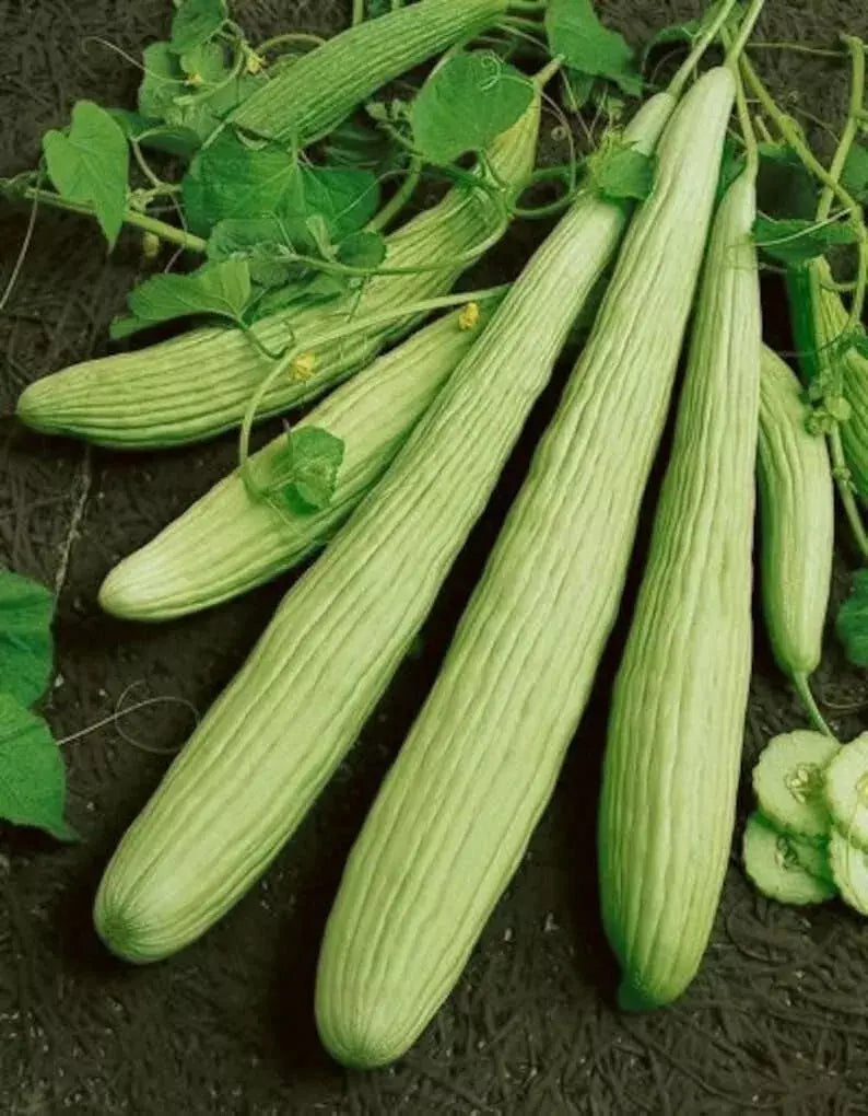 Armenian Yard Long Cucumber Seeds – Organic Non-GMO Heirloom Cucumis sativus, Long Crisp Cucumbers for Salad & Pickling, Pack of 100+