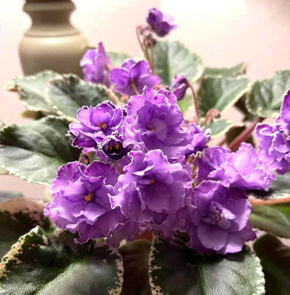 African Violet Leaves 2 Pack Hunter's Momma Jo Saintpaulia ionantha for Propagation and Plant Collection