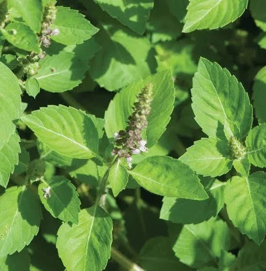 Holy Basil Seeds 200+ Non-GMO Herb Ocimum Sanctum for Cooking & Herbal Tea, Indoor & Outdoor Gardening