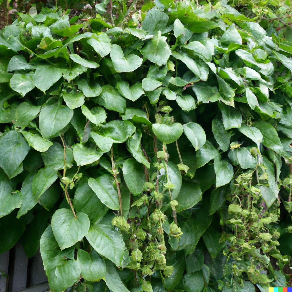 Malabar Spinach Seeds - 150 Giant Roundleaf Edible Vine, Basella alba, Climbing, Perennial, Full Sun to Partial Shade