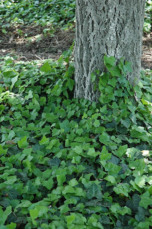 Baltic Ivy Sub Zero Rooted Cuttings – Climbing Vine & Ground Cover Hedera helix 'Baltic' for Shade Gardens