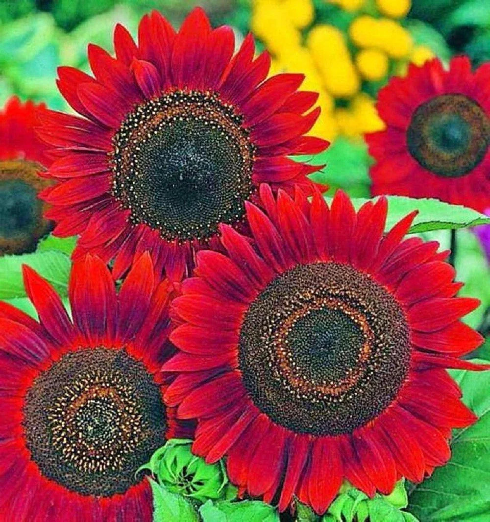 Red Velvet Queen Sunflower Seeds - Heirloom Non-GMO Pack of 50 - Helianthus annuus for Garden Planting