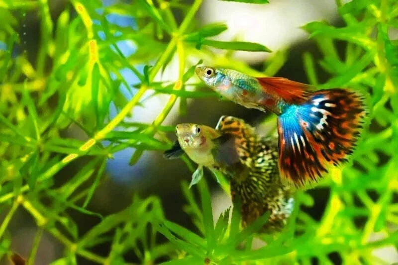 Guppy Grass Live Aquarium Pond Plant 7 Stems Najas Guadalupensis Easy Care Freshwater & Saltwater