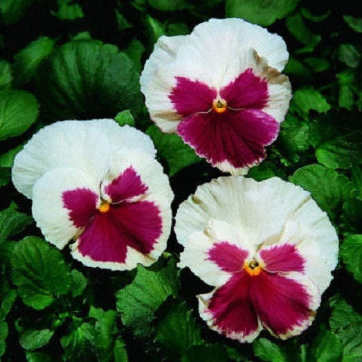 Pansy Seeds 50 Pack - Faces Blush White Variety - Viola tricolor