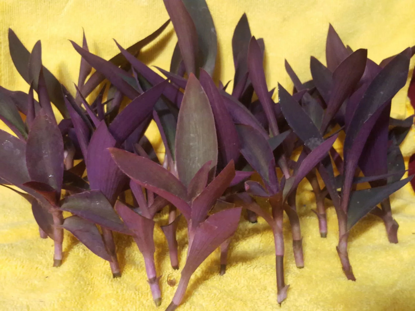 Wholesale 24 pcs Purple Heart Wandering Jew Cuttings for Rooting - Tradescantia pallida Plant Propagation