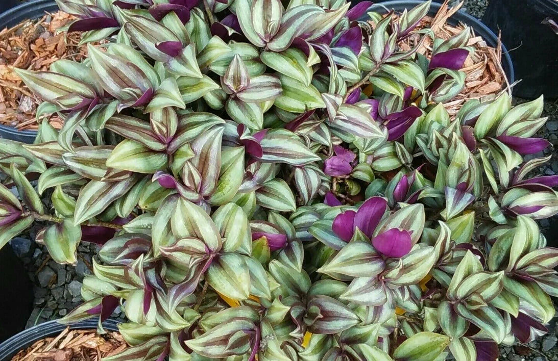 Organic Wandering Jew Cuttings 5 Pack | Tradescantia Zebrina | Indoor Houseplant | Trailing Vines
