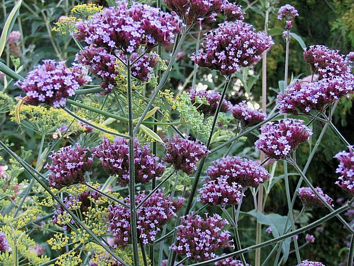 Tall Verbena Seeds 233 Count - Hardy Purple Flowers Verbena Bonariensis