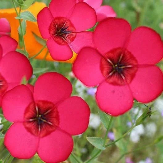 Flax Seeds - 500 Non-GMO Scarlet Red Wildflower Seeds for Pollinators - Linum usitatissimum, Annual, Partial Shade