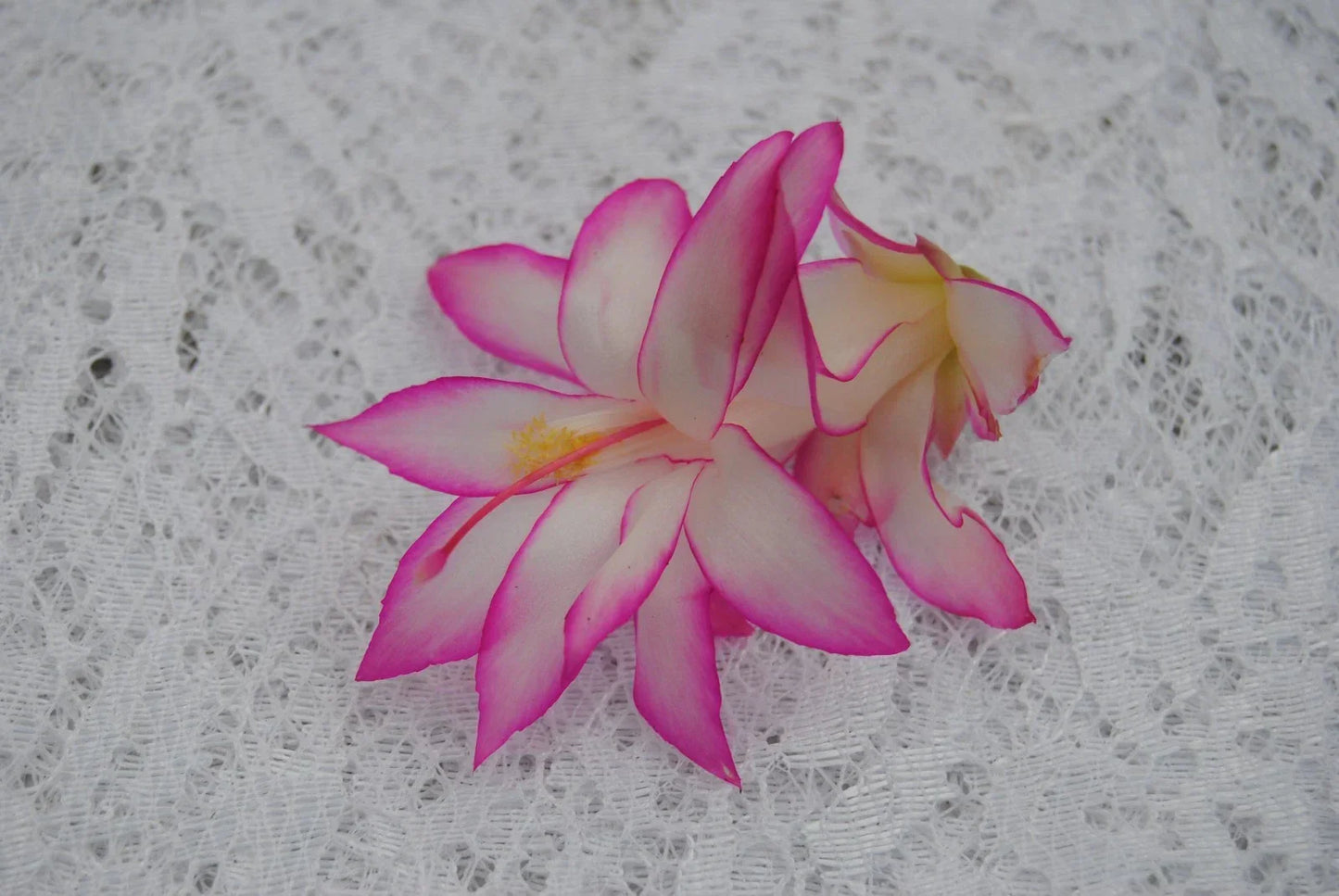 Christmas Cactus Starter Plant - Fairy Tale Schlumbergera Truncata