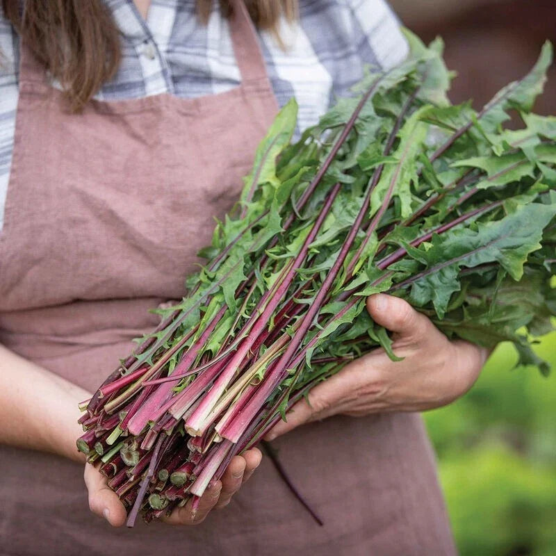 Red Stem Endive Seeds - 1000 Non-GMO Heirloom Italian Dandelion (Cichorium endivia) for Salads & Gourmet Cooking