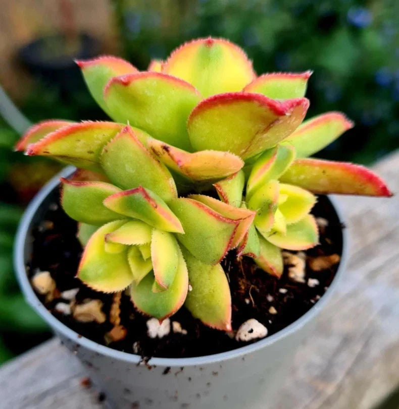 Crassula Sarmentosa Succulent Live Plant, 2-Inch Pot, Propeller Plant, Indoor Garden Decor, Easy Care, Air-Purifying