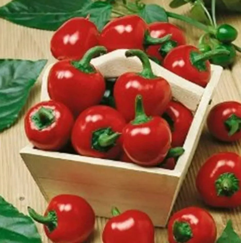 Large Red Cherry Hot Pepper Seeds - 50+ Pack, Capsicum annuum, 3,000-5,000 Scoville Heat Units, Spicy Peppers for Salsas & Cooking