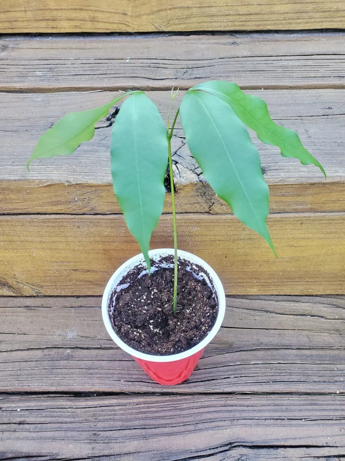 Live Lychee Fruit Tree - 1-Gallon Pot - Litchi Chinensis - Tropical Edible Fruit Tree for Indoor & Outdoor Gardens
