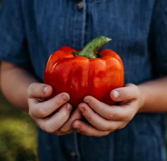 Giant Red Bell Pepper Seeds - Organic Non-GMO Heirloom Capsicum annuum - Sweet, Large, Full Sun, 30+ Seeds