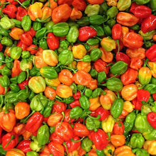 Aji Dulce Pepper Seeds | Heirloom Non-GMO | Mild Heat | Capsicum baccatum | Free Shipping