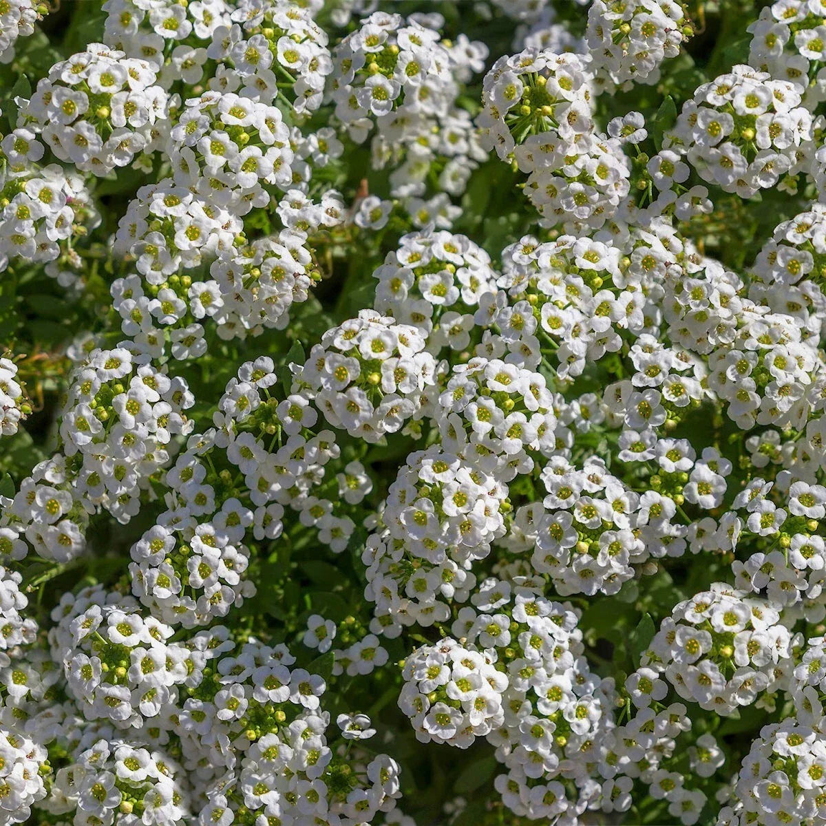Tall White Sweet Alyssum Wildflower Seeds 1/4 Lb | Lobularia maritima | Annual Flower for Borders & Pollinator Gardens