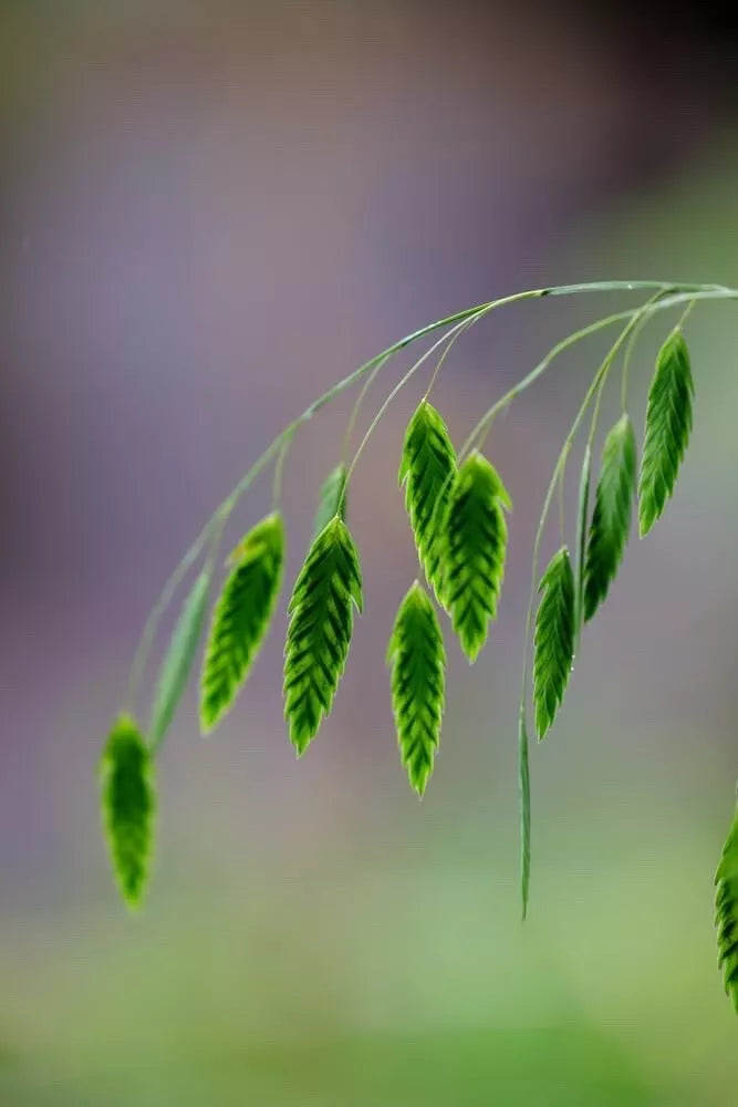Indian Woodoats Grass Seeds - 100 Seeds - Chasmanthium latifolium - Native Perennial Grass