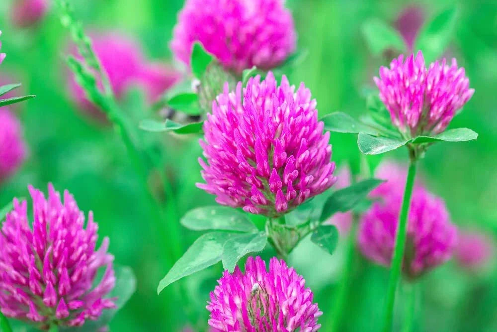 Red Clover Seeds - 500+ Seeds for Food Plot, Cover Crop & Pasture Mix