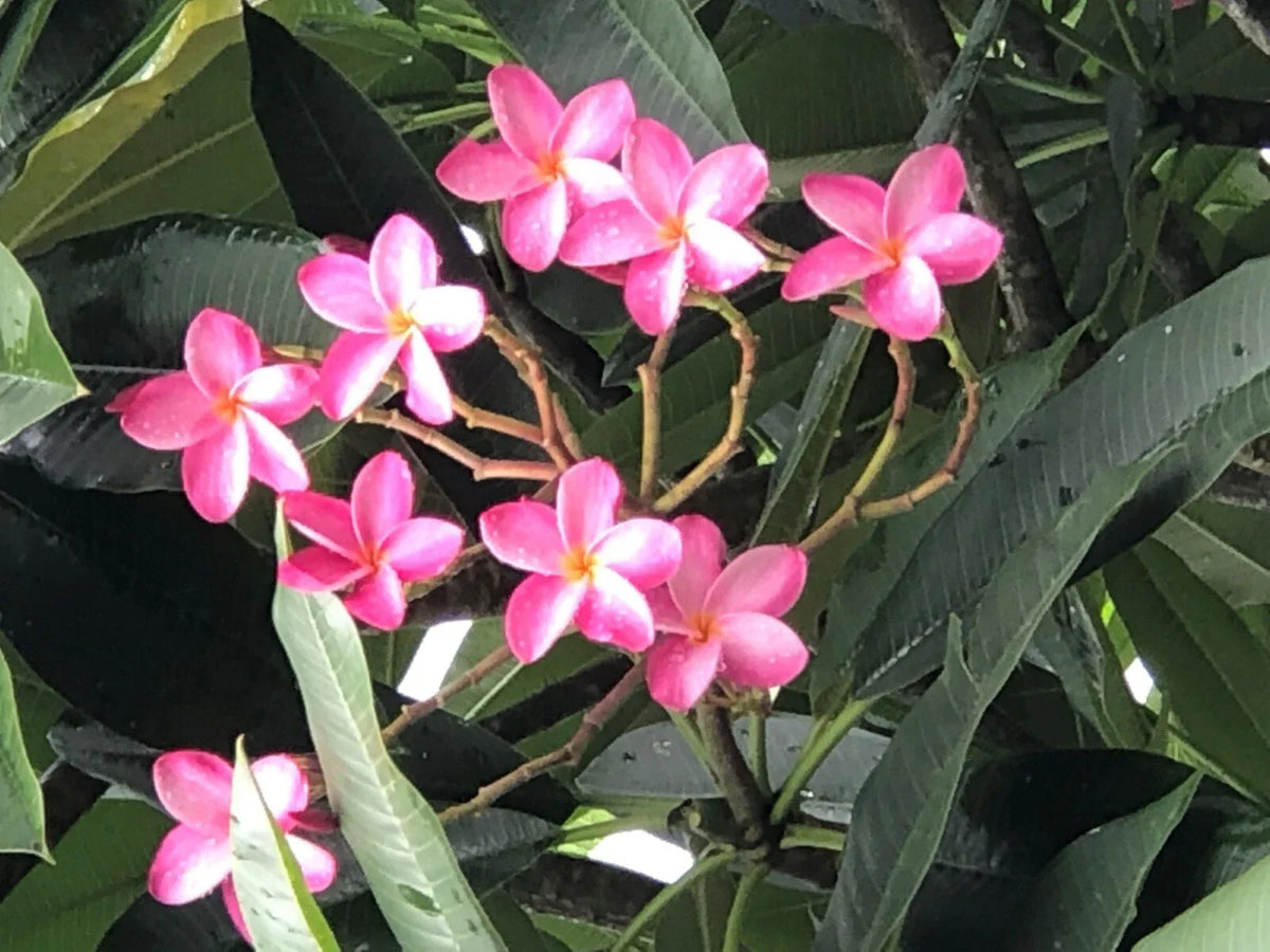 Plumeria Plant 6"-10" Miami Rose Pink Fragrant Flowers, Frangipani, Plumeria rubra, Tropical Garden, Patio, Indoor