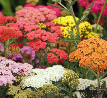 Yarrow Seeds COLORADO Mix Perennial Wildflower Non-GMO 200 Seeds for Xeriscaping - Achillea millefolium
