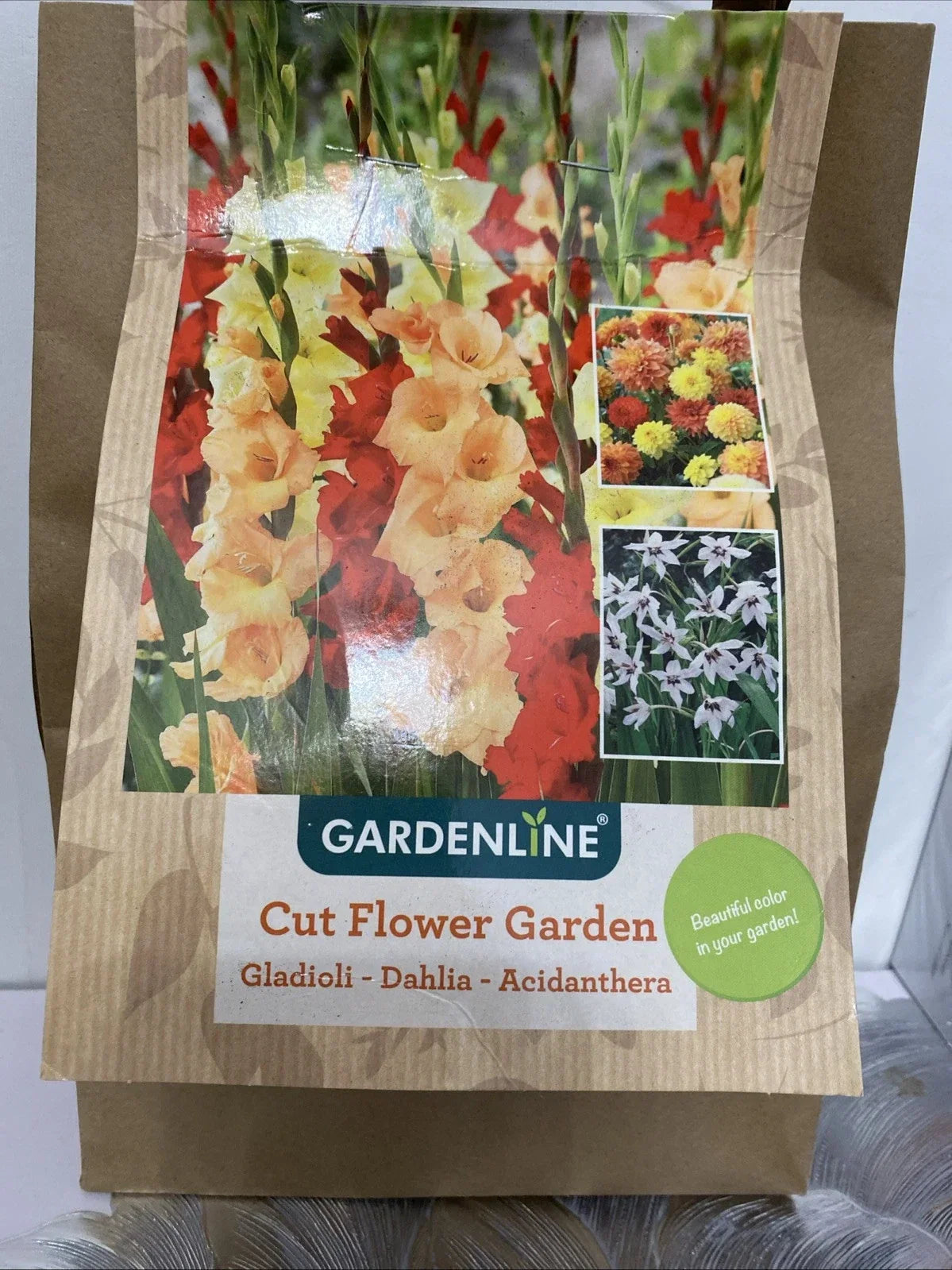 Garden Bulb Collection - Gladioli, Dahlia, Acidanthera Flowering Bulbs for Cut Flowers and Garden Display