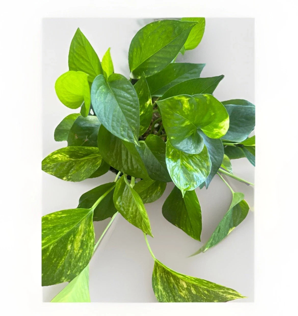 Golden Pothos Live Plant Cuttings – 5 Rooted Trailing Vines Epipremnum aureum for Indoor Outdoor Growth