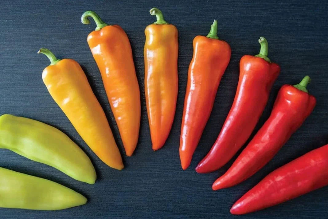 Hungarian Hot Wax Pepper Seeds (30) - Capsicum annuum Heirloom Vegetable Seeds