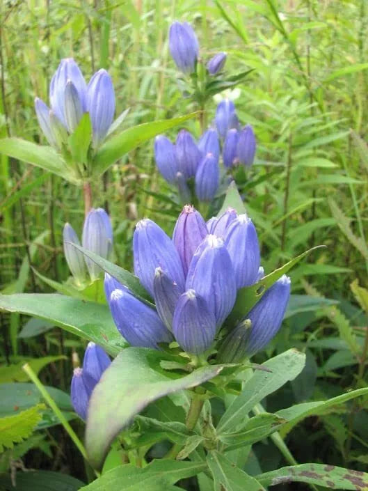 Bottle Gentian Flower Seeds - 100 Seeds - Gentiana andrewsii Blue Perennial