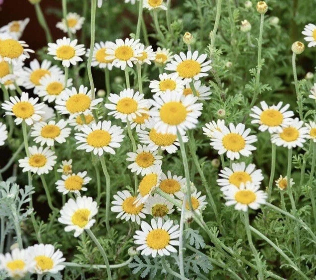 German Chamomile Seeds - 3000+ Pack, Medicinal Herb, Fragrant Groundcover, Annual, Matricaria chamomilla