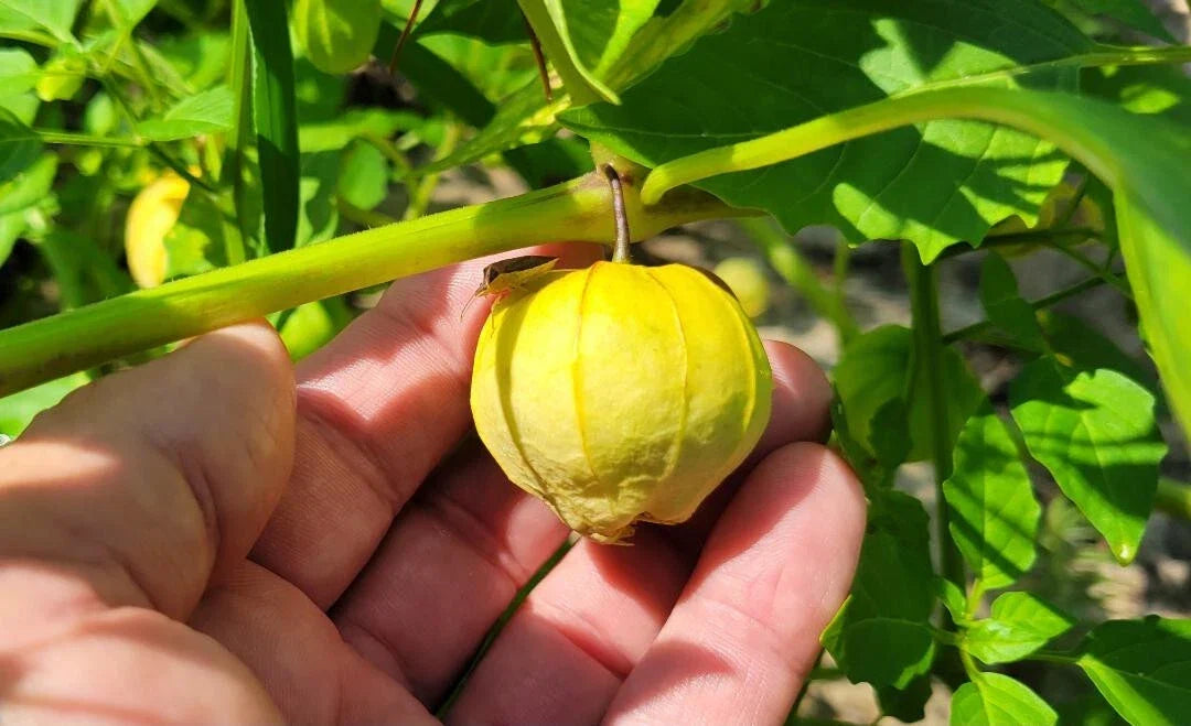 Tomatillo Seeds - 25 Count, Physalis Philadelphica, Florida Grown, for Salsa Verde, Green Fruit, Annual Plant