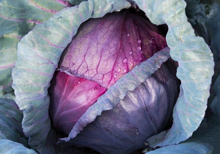 Red Acre Cabbage Seeds - 300+ Heirloom Vegetable Seeds for Garden, Brassica oleracea var. capitata, Compact, Upright, Full Sun