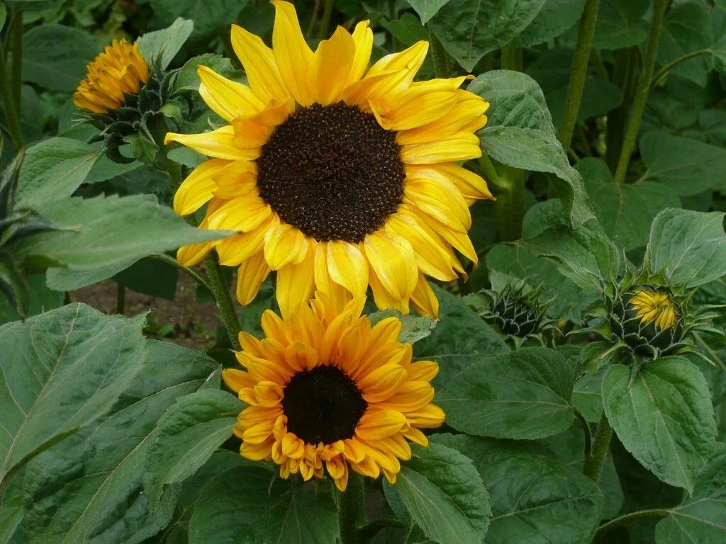 Sunflower Seeds Pack 50 Soraya Variety Helianthus annuus for Garden, Cut Flowers, Pollinator Attractant