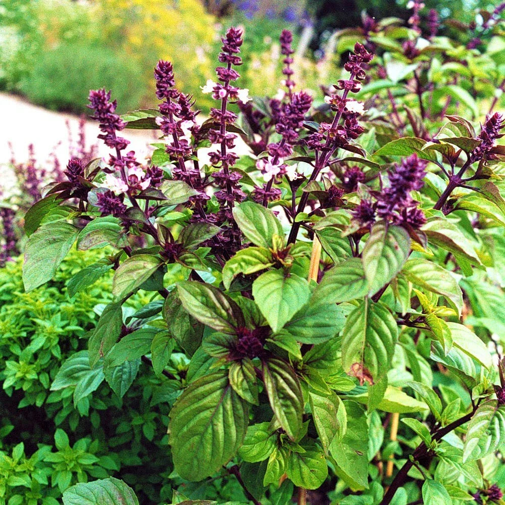 Licorice Basil Seeds - 200 Count Non-GMO Seed Pack - Strong Flavorful Herb - Ocimum basilicum