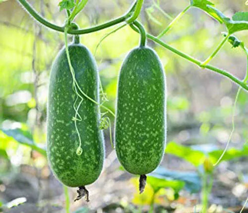 Organic Hairy Skin Gourd Seeds - Fuzzy Melon Wax Gourd Benincasa hispida, Non-GMO, 20+ Seeds for Home Gardening & Culinary Use