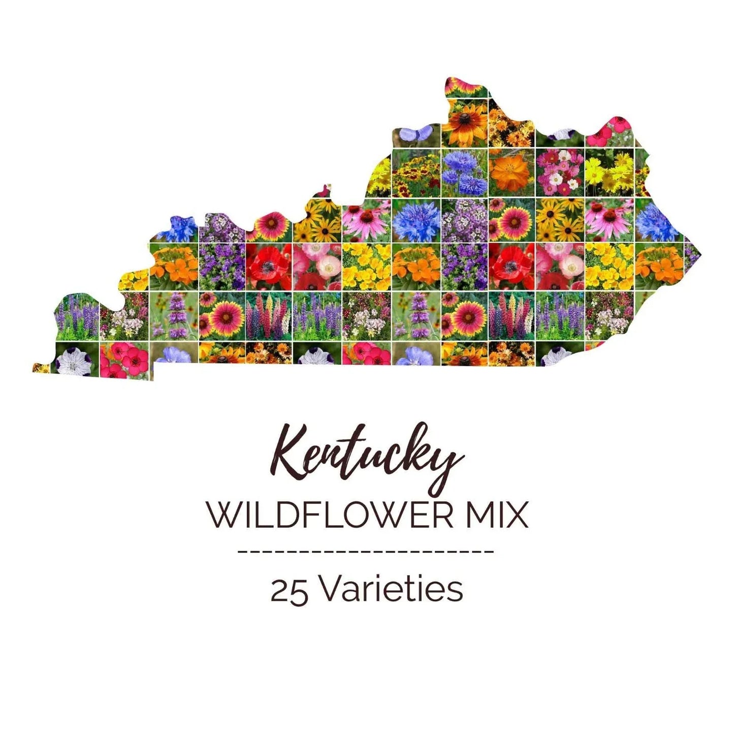 Kentucky Wildflower Seed Mix - 1000 Non-GMO Seeds, 25 Native Perennial & Annual Varieties, USA Grown, Wildflower Garden Mix