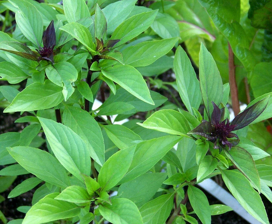 Thai Basil Seeds - 100+ Non-GMO Heirloom Ocimum basilicum for Culinary & Garden Use